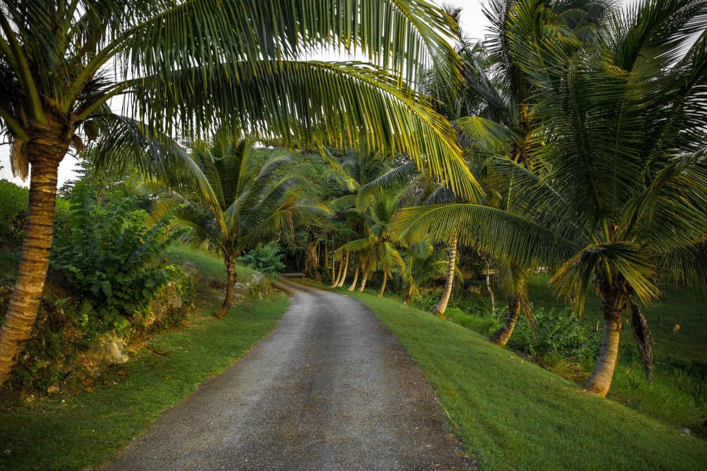 jamaica trails