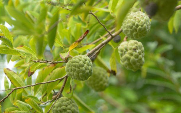Benefits of The Jamaican Sweetsop Why you should visit Jamaica for your Next Trip