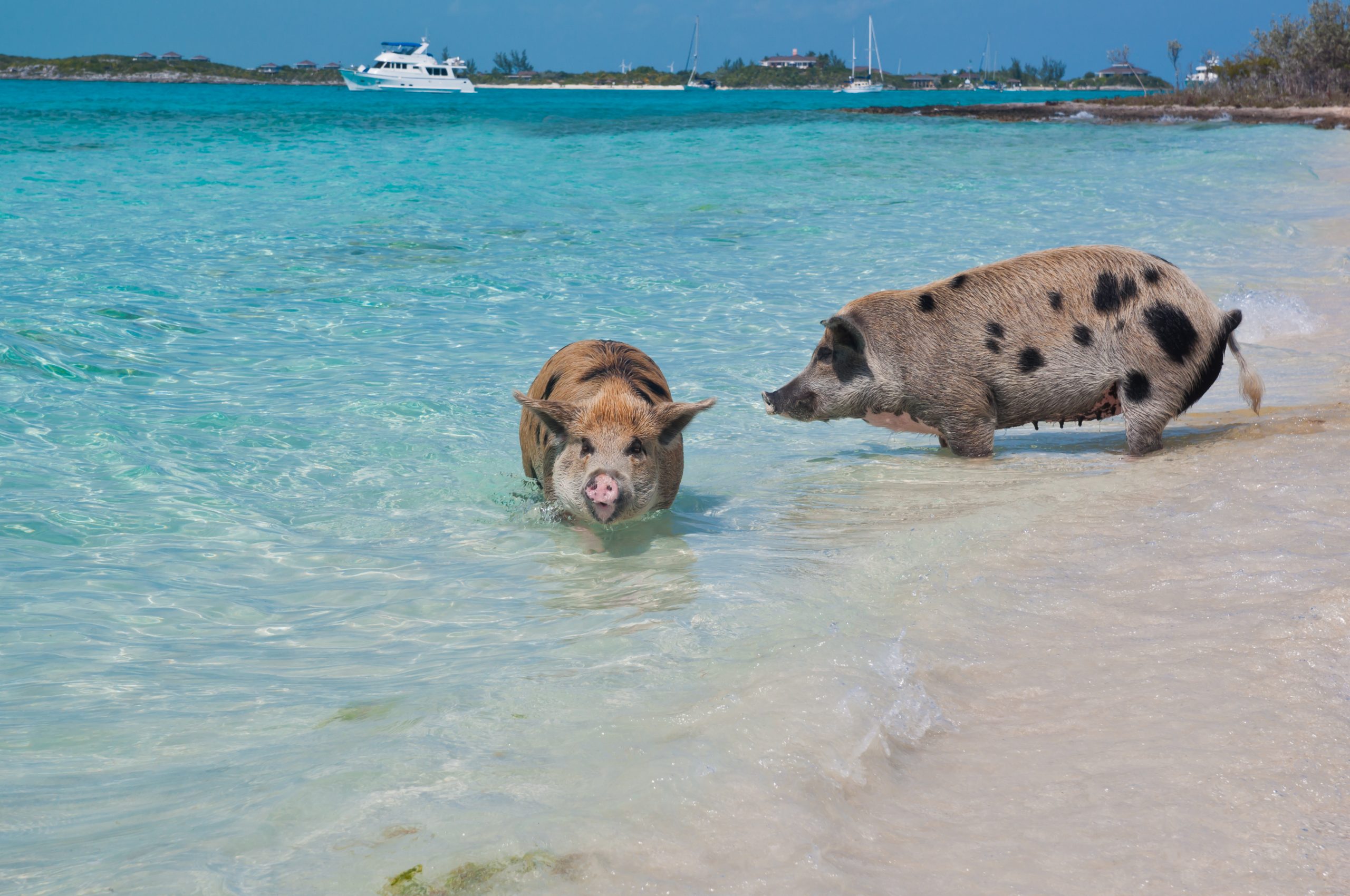 How To Find The Swimming Pigs Of The Bahamas!