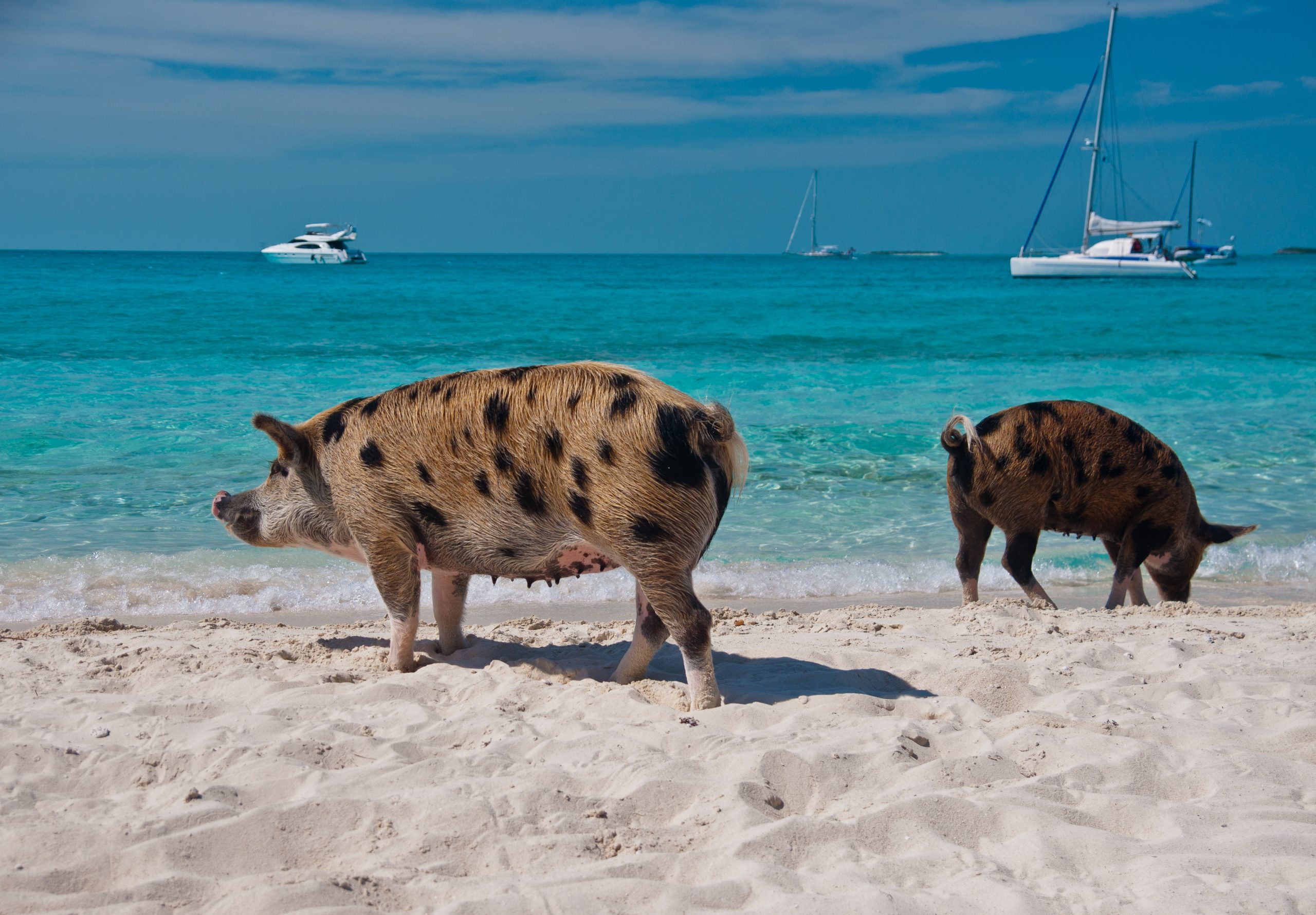 How To Find The Swimming Pigs Of The Bahamas!