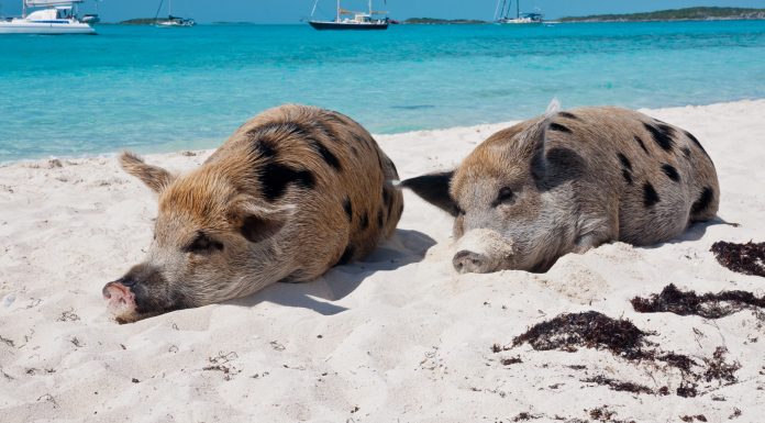 How To Find The Swimming Pigs Of The Bahamas! How To Find The Swimming Pigs Of The Bahamas!