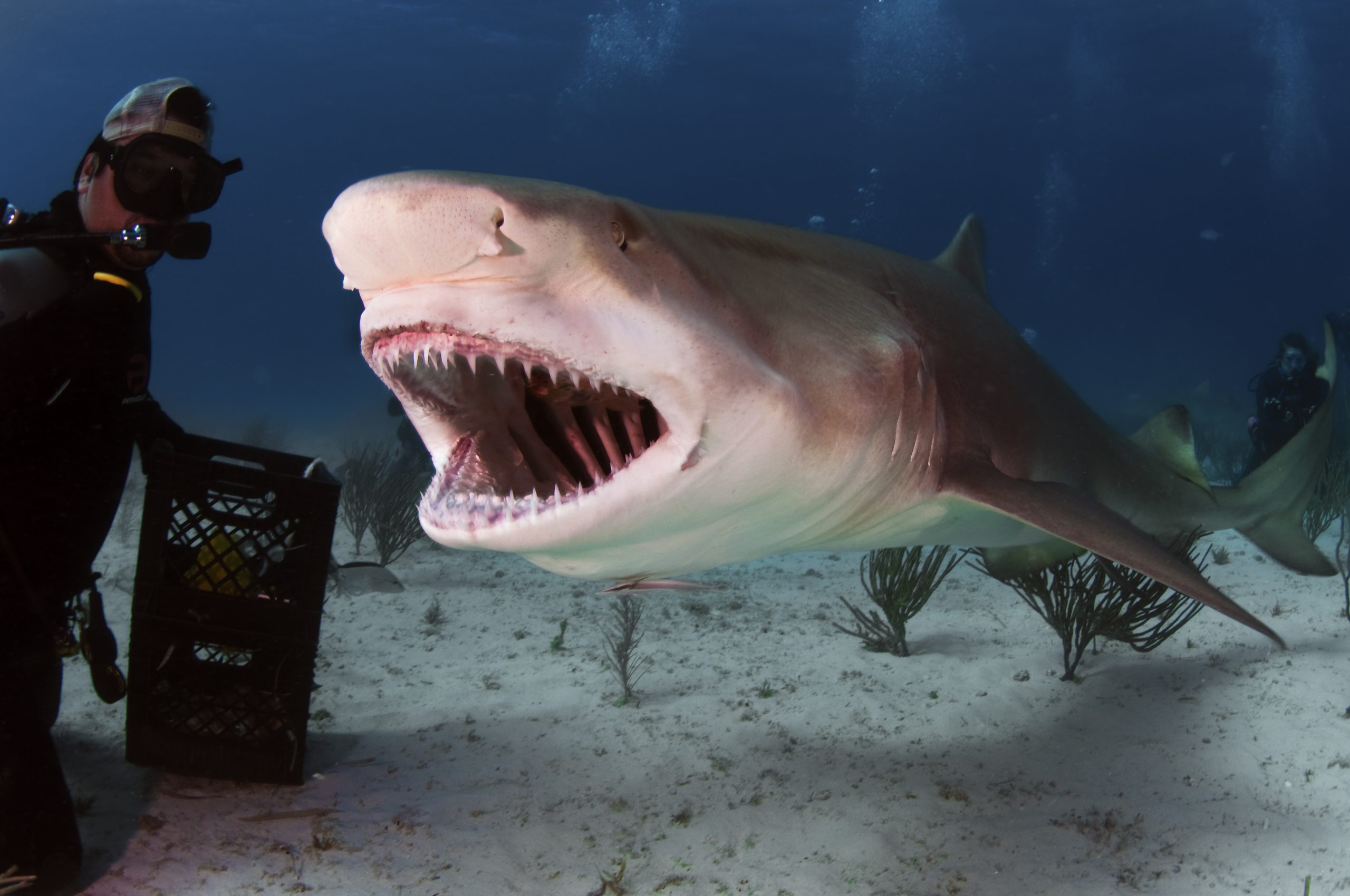 What You Need to Know about Shark Diving in The Bahamas