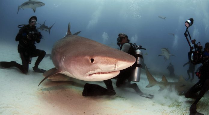 What You Need to Know About Shark Diving in The Bahamas What You Need to Know about Shark Diving in The Bahamas