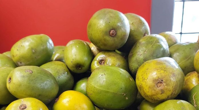 About the Jamaican June Plum Best Popular Foods & Drinks to Try on Vacation in Jamaica