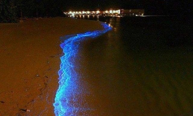 Bioluminescence Jamaica 20 Best Popular Things To Do in & Near Ocho Rios, Saint Ann Jamaica on Vacation