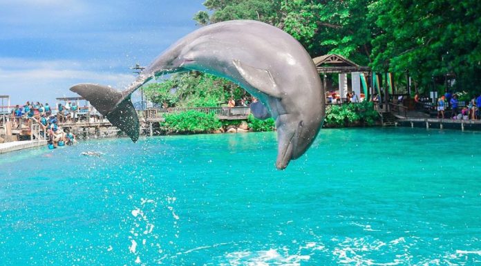 Top 10 Best Popular Hotels & Resorts near Dolphin Cove, Ocho Rios Jamaica Things To Do with Kids In Jamaica