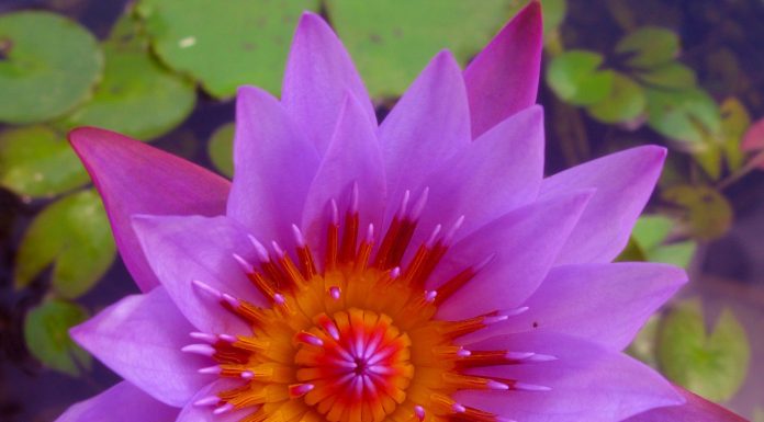 Expect to See these Jamaican Flowers on Vacation Jamaican Flowers