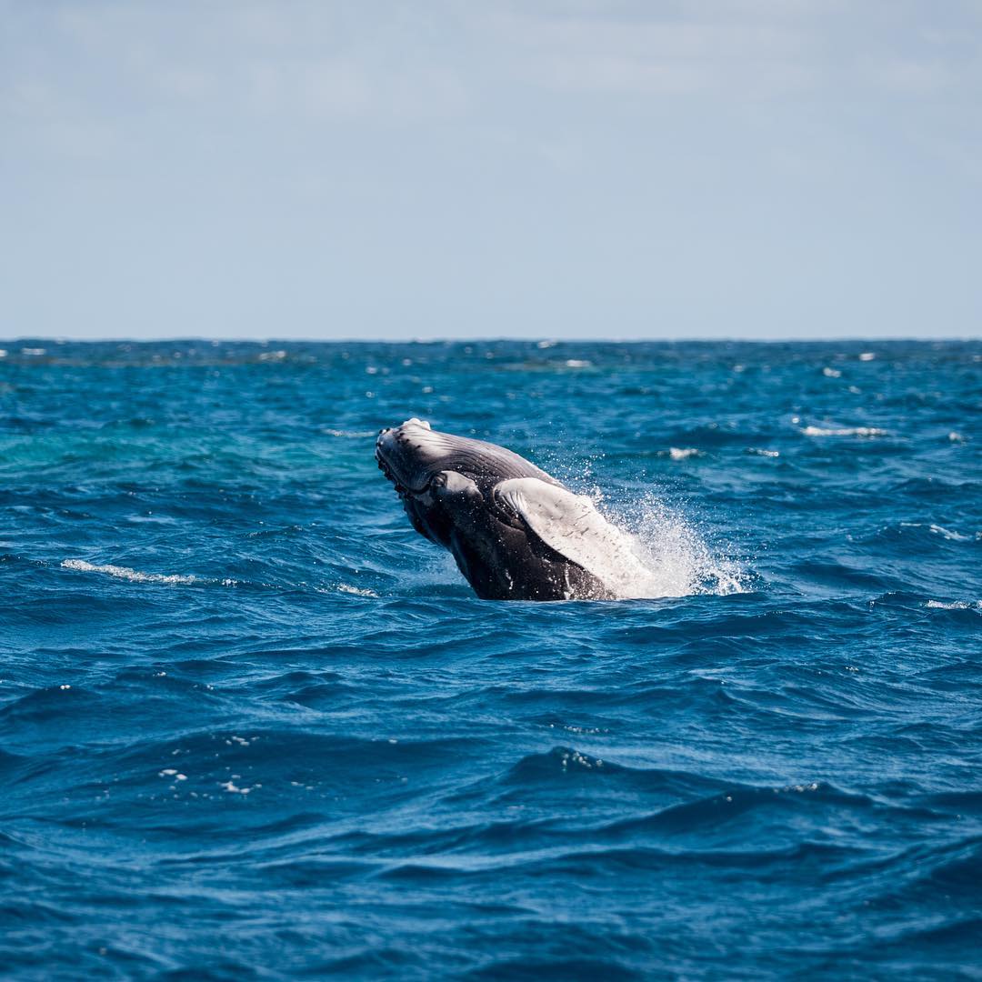 Whale Watching Dominican Republic