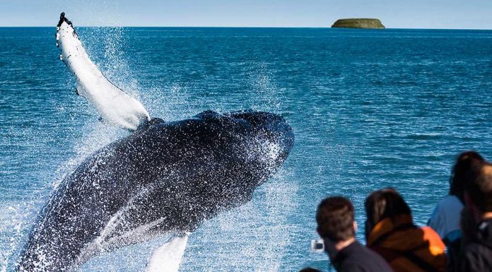 What to Know about Whale Watching Dominican Republic Whale Watching Dominican Republic