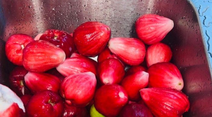 About the Jamaican Otaheite Apple The Different Fruit Seasons in Jamaica