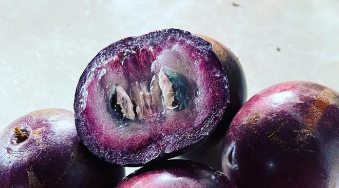 About the Jamaican Star Apple The Different Fruit Seasons in Jamaica