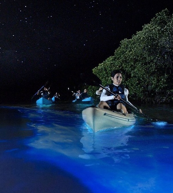 How Many Bioluminescent Bays Are There in Puerto Rico?