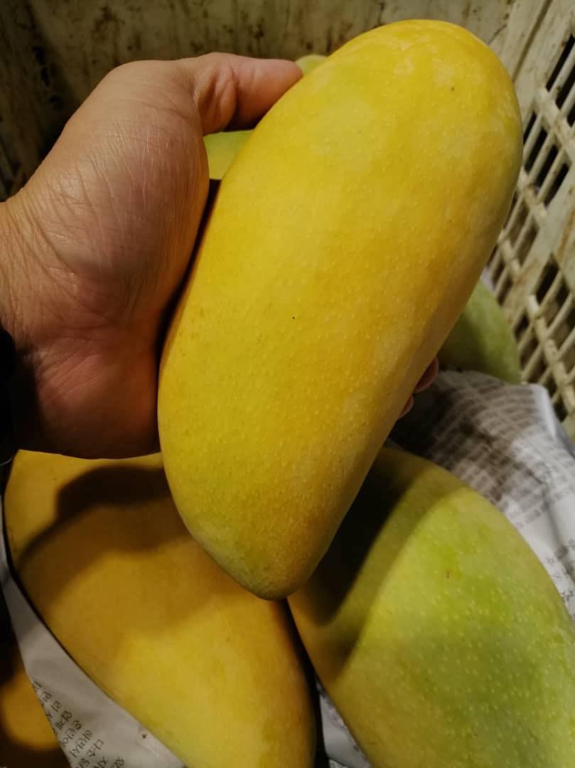 Best Jamaican Mangoes