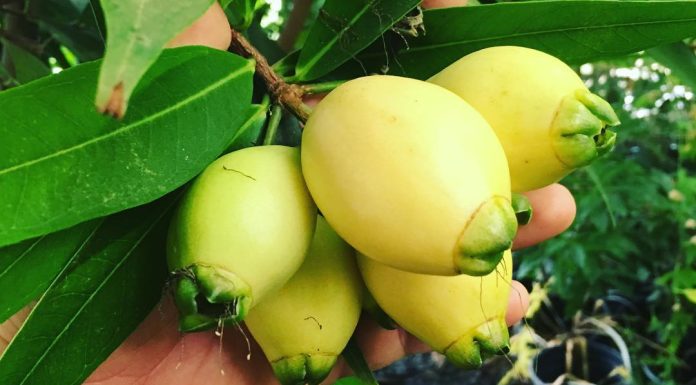 Benefits of the Jamaican Rose Apple