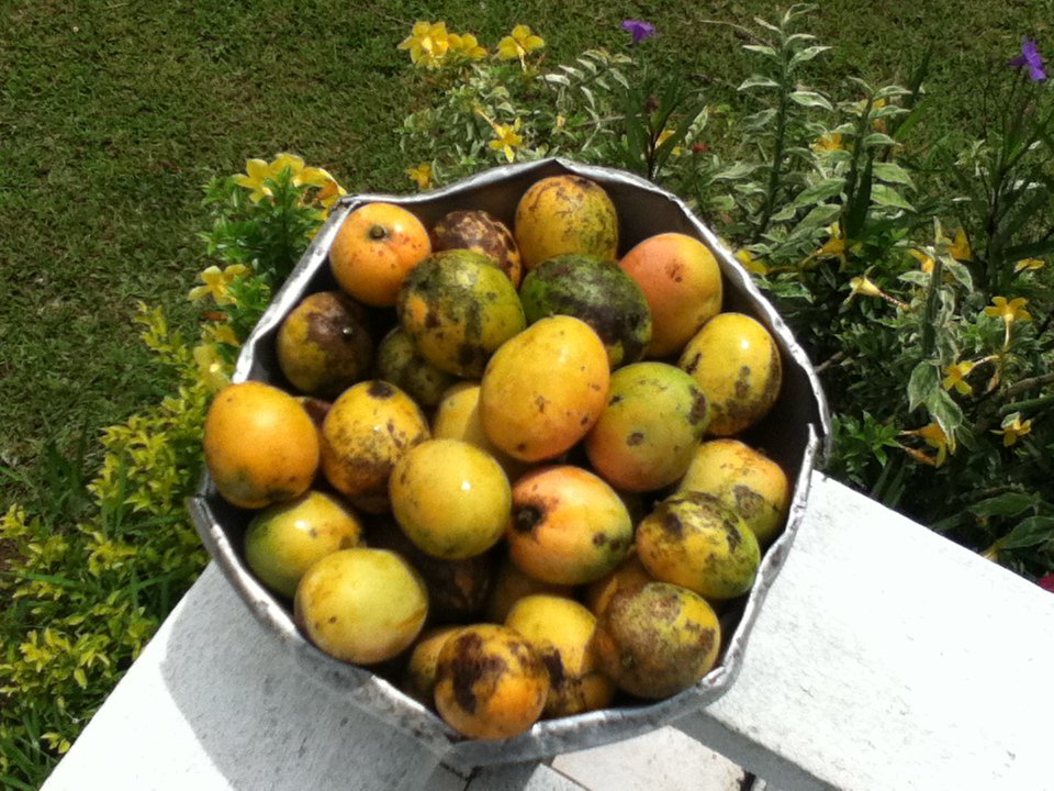 Best Jamaican Mangoes