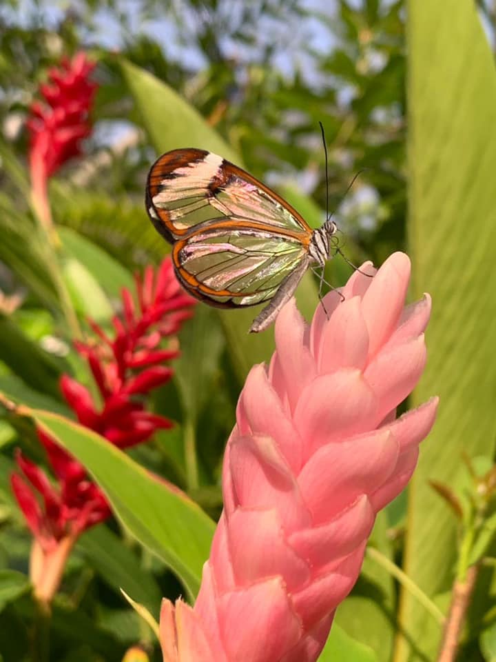 What to Know about Butterfly Farm in Aruba
