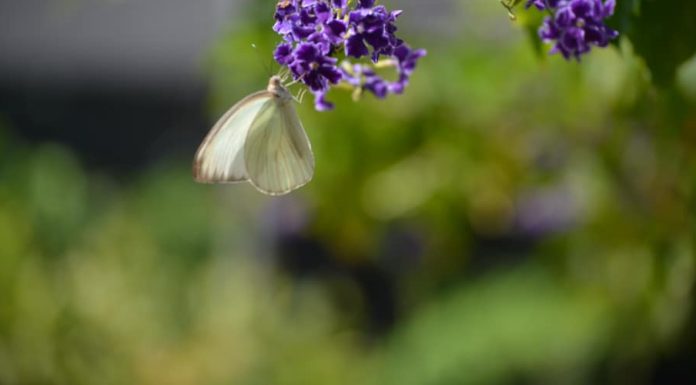 What to Know About Butterfly Farm in Aruba