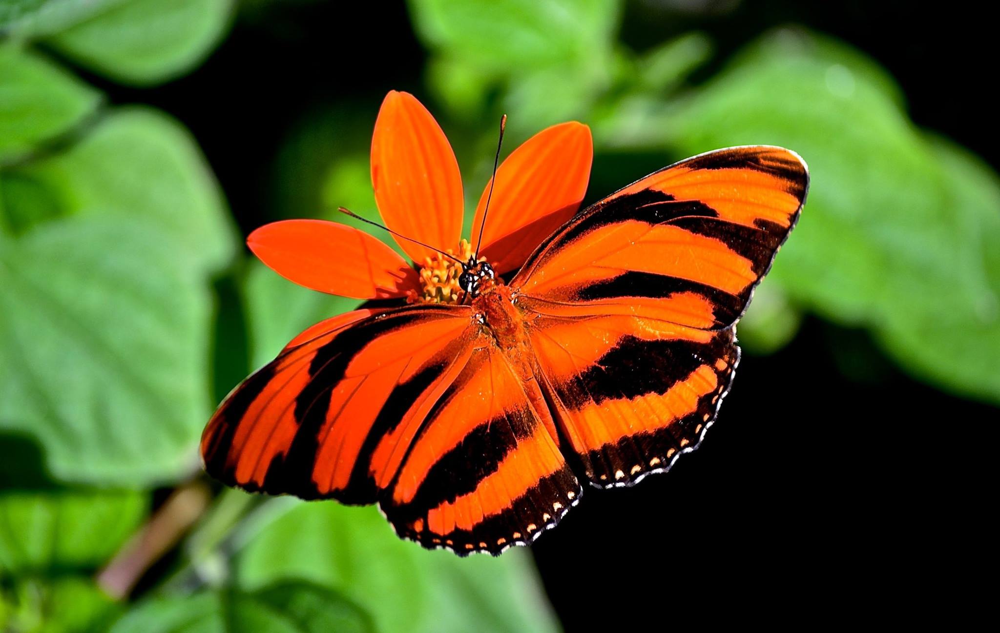 What to Know about Butterfly Farm in Aruba