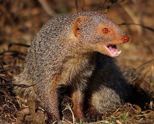What to Know About The Jamaican Mongoose