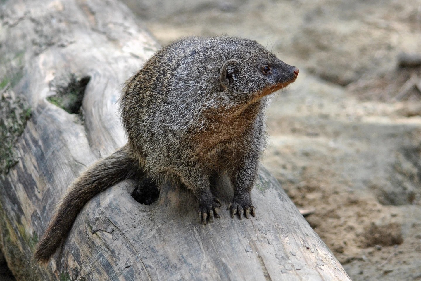 What to Know About The Jamaican Mongoose