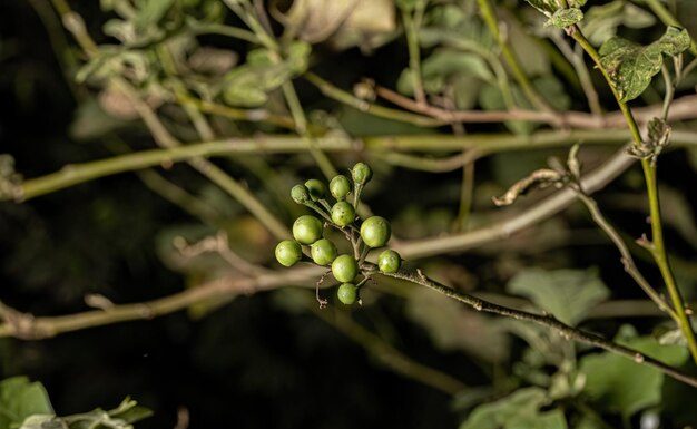 Reasons Why You Should Eat Susumba (Gully Beans)