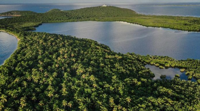 What to Know about Laguna Grande, Puerto Rico, Before Visiting