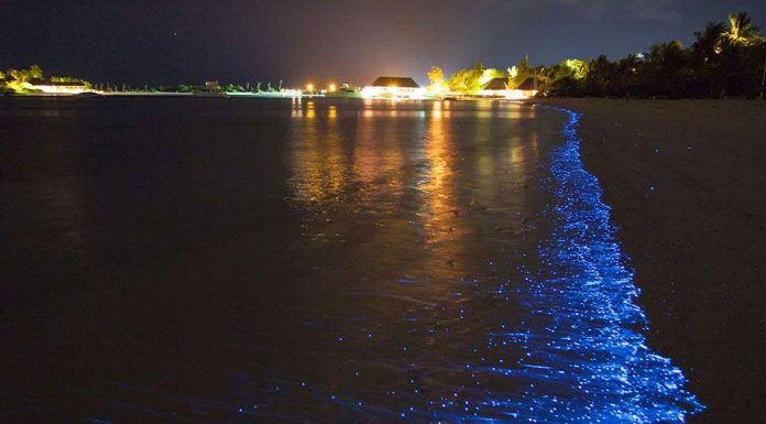 What to Know about Mosquito Bay, Puerto Rico, Before Visiting What to Know about Mosquito Bay, Puerto Rico, Before Visiting