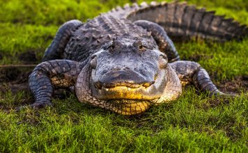 Are There Alligators in Jamaica?