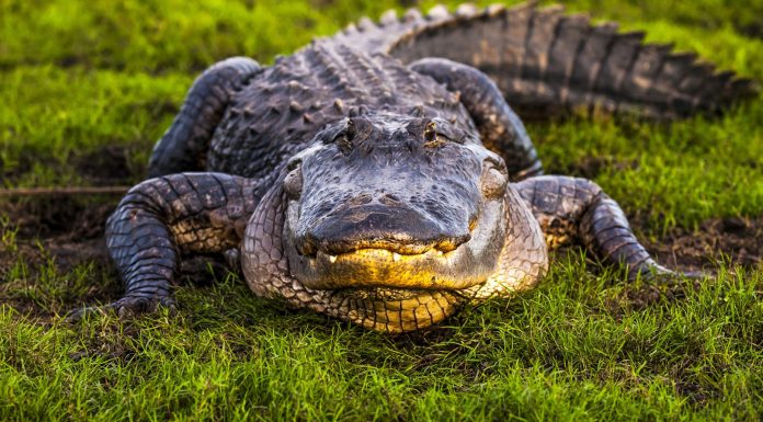 Are There Alligators in Jamaica?